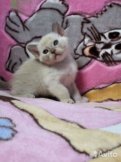 Бурманская