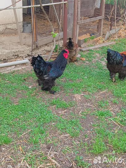 Петух брама