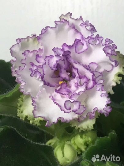 Сортовые фиалки(сенполии)