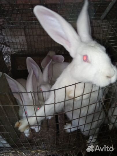 Кролики белый великан,бургундские
