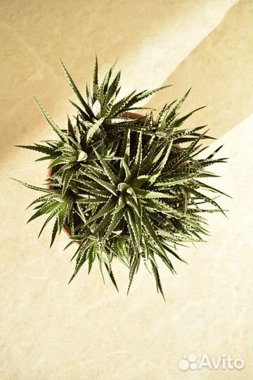 Суккулент Хавортия Полосатая / Haworthia Fasciata
