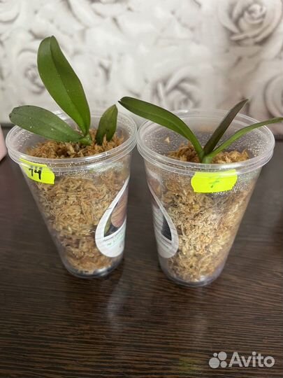 Орхидея Фаленопсис Younghome Golden Leopard