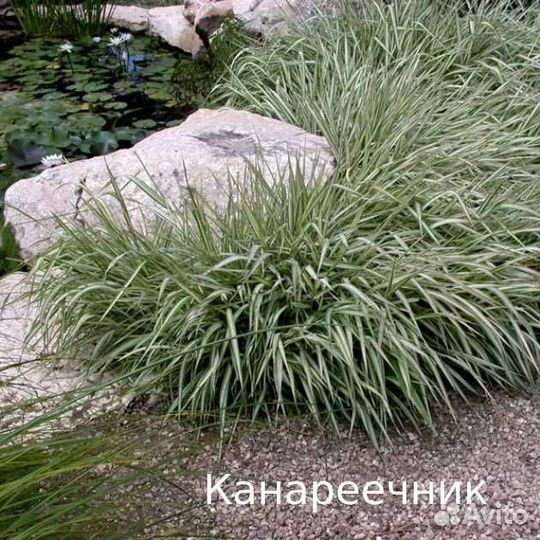 Саженцы многолетних растений