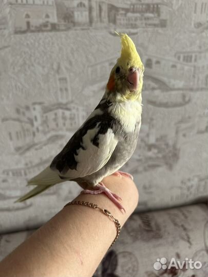 Попугай корелла