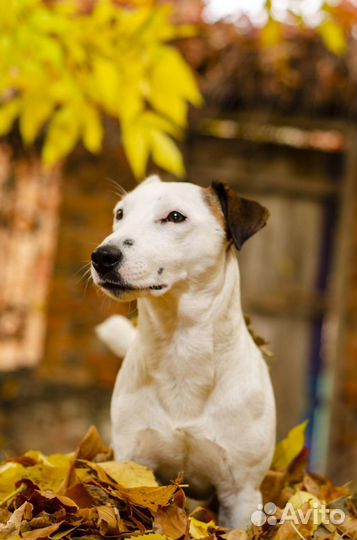 Джек Рассел терьер