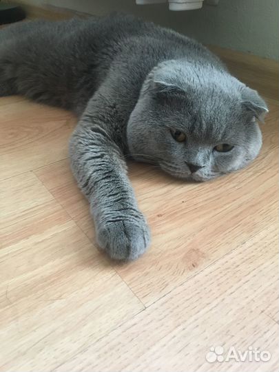 Шотландский кот вязка