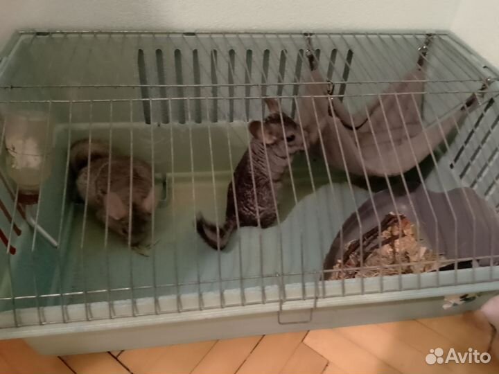 Шиншиллы(2) с клеткой