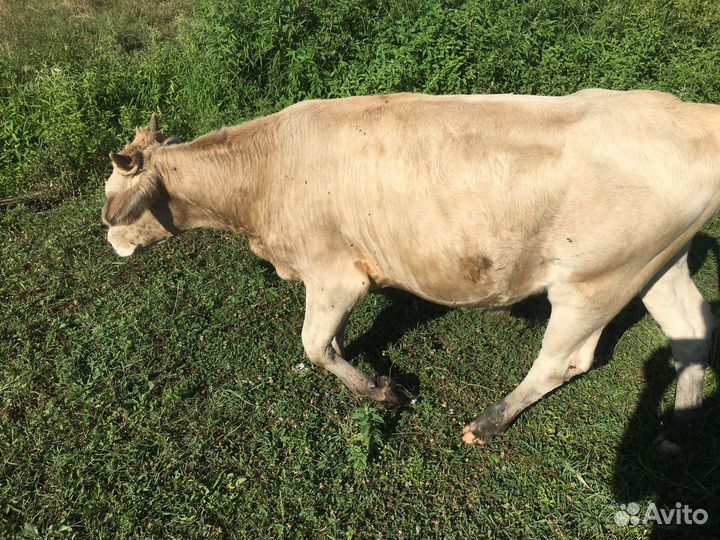 Продаю бычок