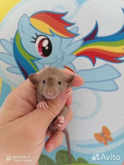 Дамбо крысята крыса,клетка,редкого окраса