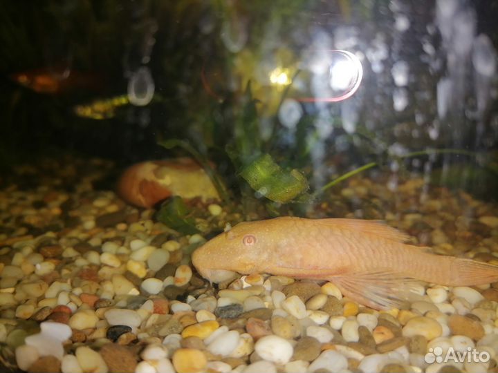 Анциструс, сомы. Скалярии