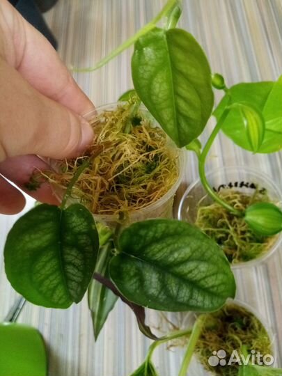 Монстера сельтипикиана