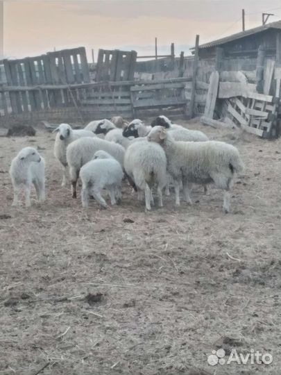 Овцы