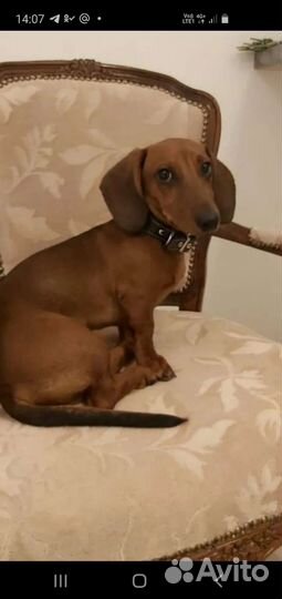 Карликовая такса кобель для вязки готов