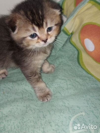 Шотландские котята