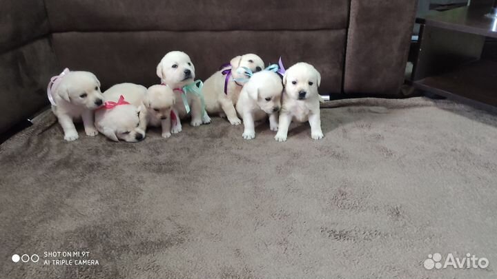 Щенки лабрадора с документами