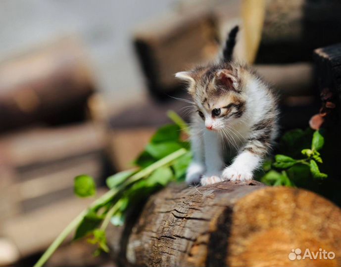 Котенок полосатик милашка