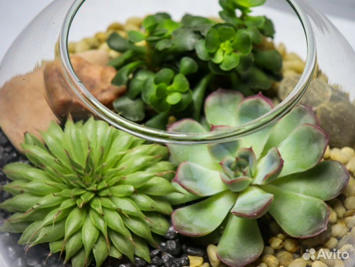 Флорариум на день рождения подарок