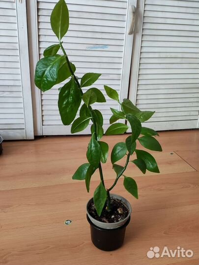 Комнатное растение (1)