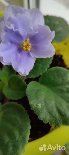 Детки сортовых фиалок