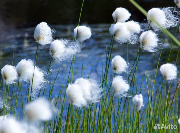 Пушица (саженцы)