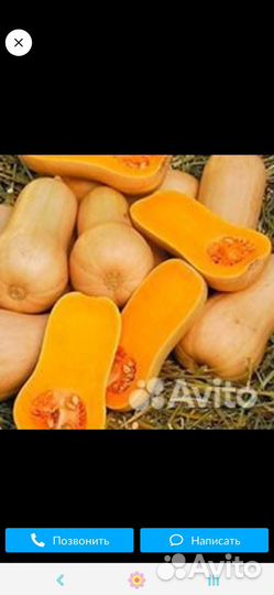 Тыква для питания
