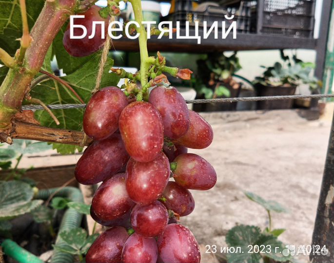Черенки винограда