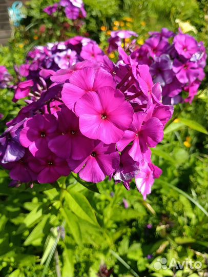 Флоксы сортовые