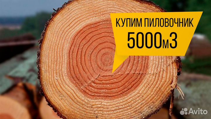 Купим - Еловый кругляк, объем 10000м3, в месяц