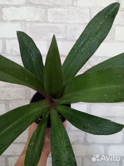 Традесканция рео