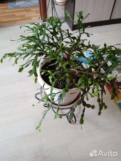 Цветок декабрист