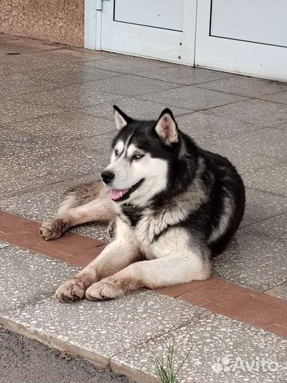 Сибирский хаски