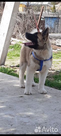 Щенки американской акиты