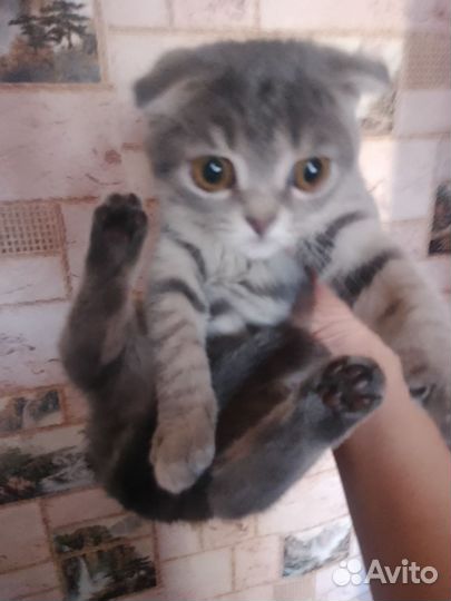 Шотландская