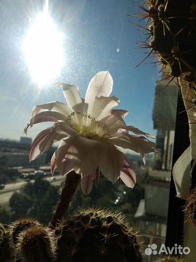 Кактус Цереус