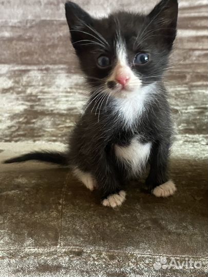 Отдам в добрые руки маленьких котят