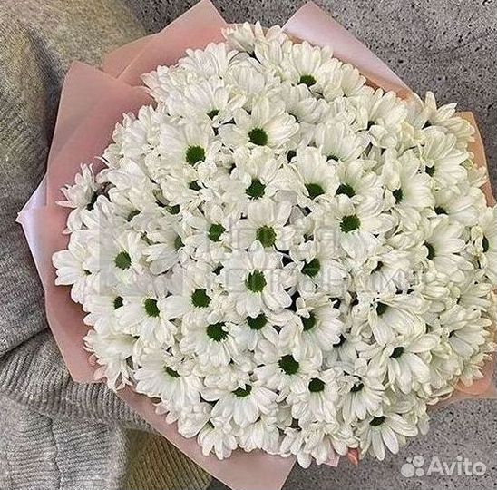 Хризантема Цветы Доставка