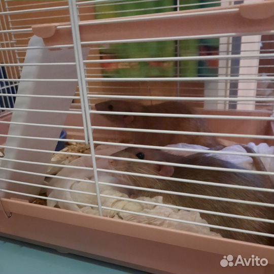 Крысы в клетке