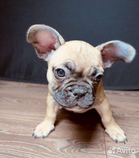 Щенок французский бульдог