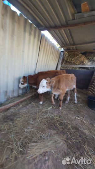 Телят бычек телка