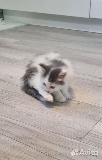 Котики бесплатно в добрые руки