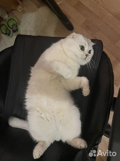 Вязка. Шотландский вислоухий Серебристая шиншилла