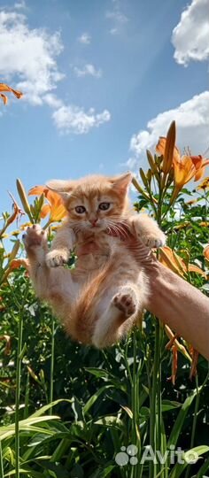 Отдам бесплатно котят