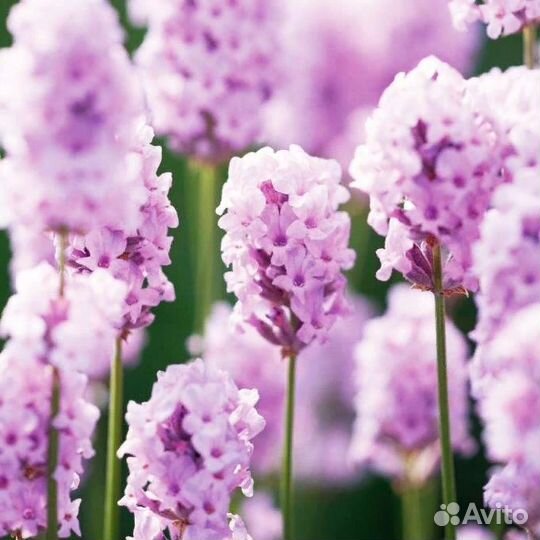 Саженцы английской лаванды Розовой/Голубой/Белой