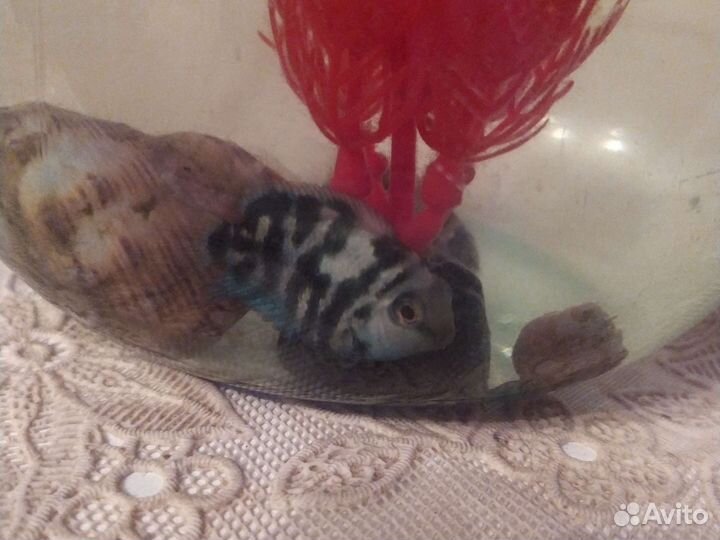 Аквариумные рыбки бесплатно