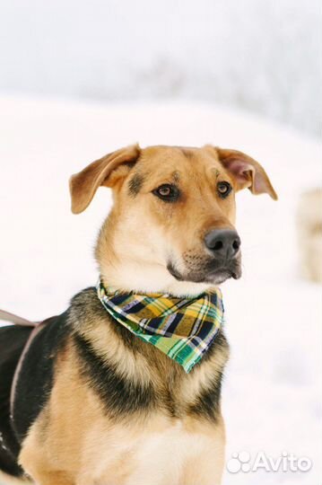 Пес Дастин очень хочет найти семью
