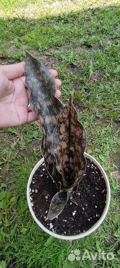 Сансевиерия Стар Каньон Гранит