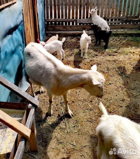 Коза порода ламанча