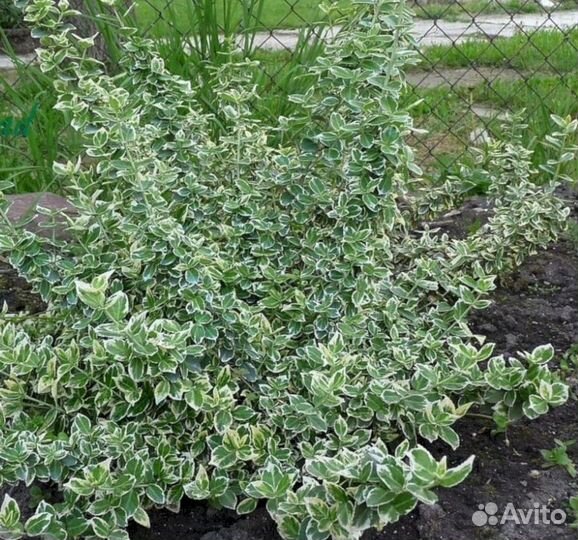 Бересклет Бересклет Форчуна Эмеральд Гэйтай