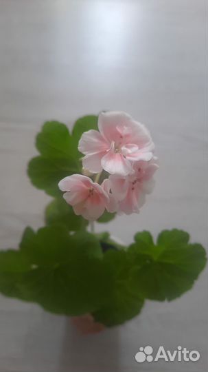 Пеларгония герань