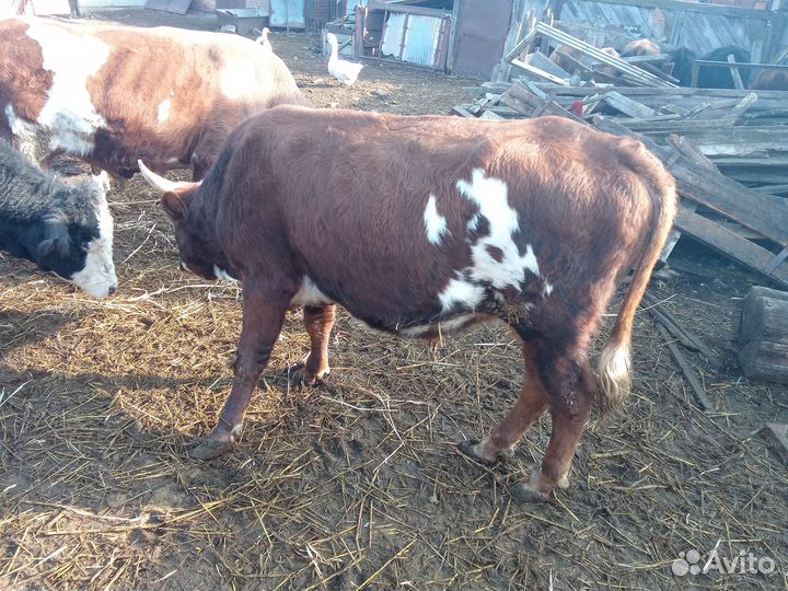 Продаются быки